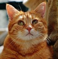 charming red domestic cat