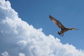 Seagull Baltic Sea