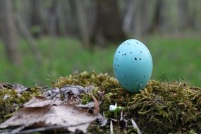 blue bird egg in nest close-up on blurred background
