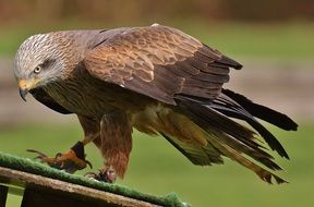 bird of prey in the wildpark poing