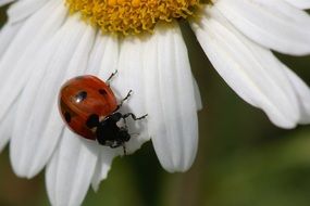 ladybug on a white daisy close-up on a blurred background