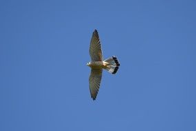 soaring kestrel