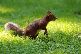 Squirrel on the grass in the garden