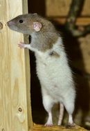 wonderful and beautiful Rat