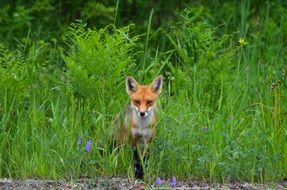 foraging red fox in wild, Canada