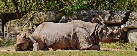 mother rhino with child