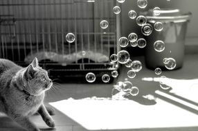 black white photo of a cat near the soap bubbles