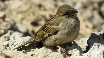 female sparrow in wildlife