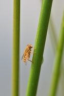 orange insect on a green stalk of a plant