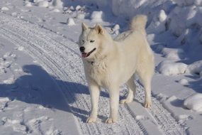 beautiful white husky in the snow