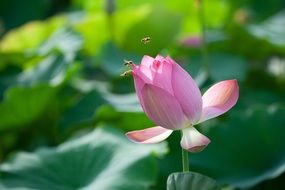 Lotus flower with Bees flying
