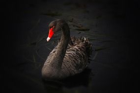 black swan on lake