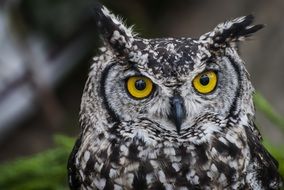 portrait of spotted owl with bright yellow eyes