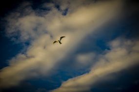 the bird is flying under the cloud