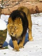 majestic lion in the nuremberg zoo
