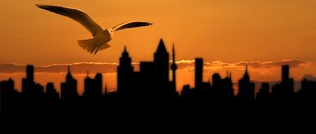 Seagull flying over the city banner