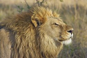 Lion in wild, head close up