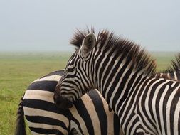 zebras among the nature of kenya