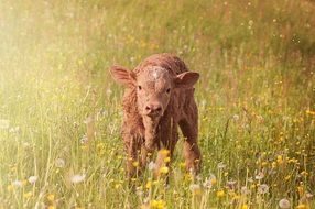 brown calf in the meadow