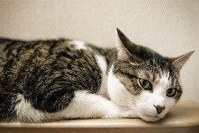 relaxing cute cat close-up on blurred background