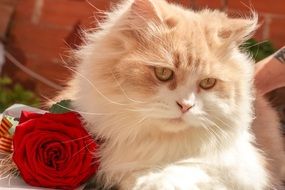 fluffy cat and red rose