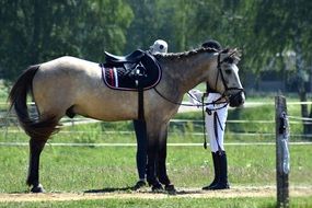 Rider and stallion on a ranch
