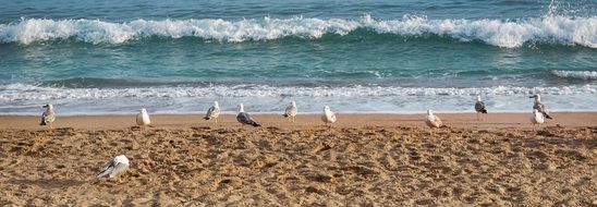 Landscape of the colorful gulls on a sandy coast