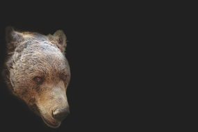 artistic portrait of a bear