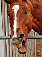 funny neighing horse