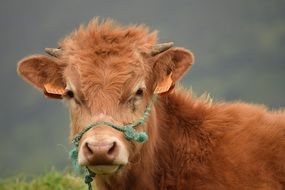 brown calf in bridle close up