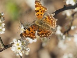 brown butterfly on a flowering tree branch