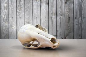 white animal skull