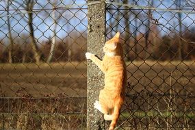 photo of climbing on fence young cat