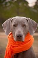 Weimaraner with the scarf