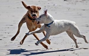 dangerous dog game on the beach