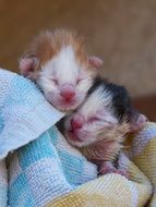 newborn kittens close-up on blurred background