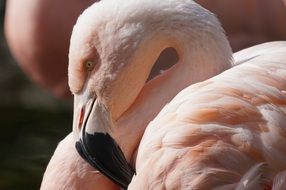 pink flamingo close up