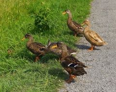 four ducks is walking in nature