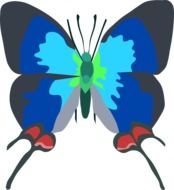 Colorful butterfly clipart