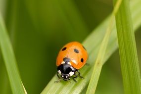 picture of the ladybug in nature