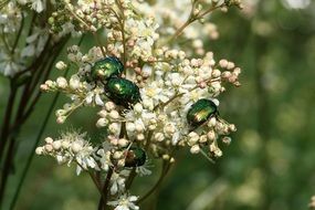 cetonia aurata bugs on blooming plant