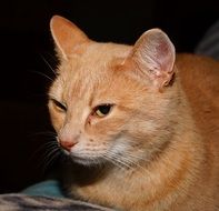 Portrait of orange kitty