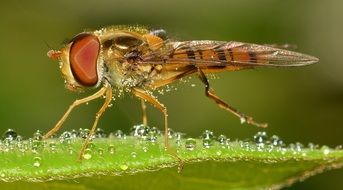 Diptera Episyrphus
