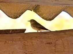 Bird Roof