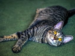 reclining tabby cat