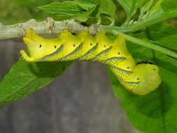 deliciously beautiful Caterpillar Butterfly