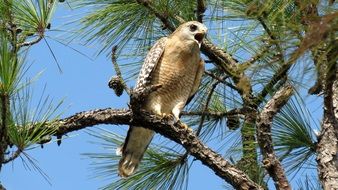 stately red hawk sitting on a branch