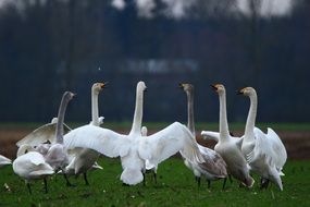 Whooper Swans