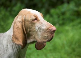 Dog Bloodhound