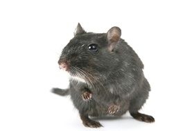 grey hamster on the white background